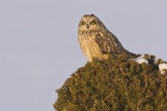 Short-eared Owl, Asio flammeus