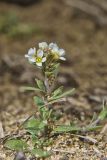 Shortpod Draba, Draba brachycarpa