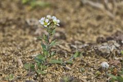 Shortpod Draba