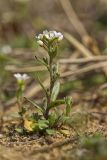 Shortpod Draba, Draba brachycarpa