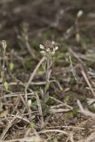 Shortpod Draba, Draba brachycarpa