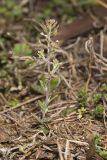 Shortpod Draba, Draba brachycarpa