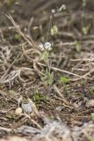 Shortpod Draba, Draba brachycarpa