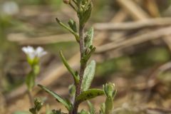 Shortpod Draba, Draba brachycarpa