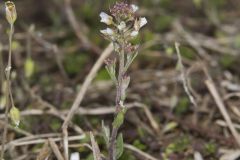 Shortpod Draba, Draba brachycarpa