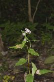 Short's Aster, Symphyotrichum shortii