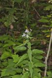 Short's Aster, Symphyotrichum shortii