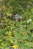 Short's Aster, Symphyotrichum shortii