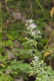 Short's Aster, Symphyotrichum shortii