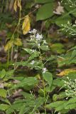 Short's Aster, Symphyotrichum shortii