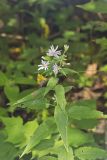 Short's Aster, Symphyotrichum shortii