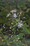 Short's Aster, Symphyotrichum shortii