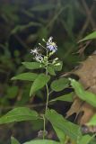 Short's Aster, Symphyotrichum shortii