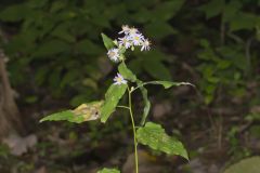 Short's Aster, Symphyotrichum shortii