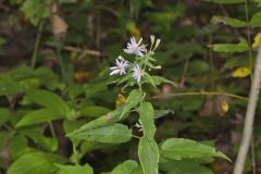 Short's Aster, Symphyotrichum shortii