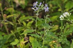 Short's Aster, Symphyotrichum shortii Short's Aster, Symphyotrichum shortii
