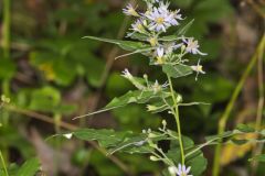 Short's Aster, Symphyotrichum shortii Short's Aster, Symphyotrichum shortii