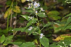 Short's Aster, Symphyotrichum shortii Short's Aster, Symphyotrichum shortii