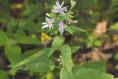 Short's Aster, Symphyotrichum shortii Short's Aster, Symphyotrichum shortii