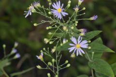 Short's Aster, Symphyotrichum shortii