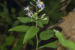 Short's Aster, Symphyotrichum shortii Short's Aster, Symphyotrichum shortii