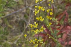 Showy Goldenrod, Solidago erecta