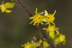 Showy Goldenrod, Solidago erecta