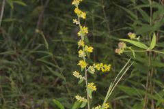 Showy Goldenrod, Solidago erecta