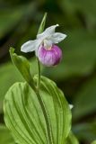 Showy lady's Slipper, Cypripedium reginae