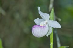 Showy lady's Slipper, Cypripedium reginae