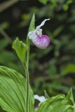 Showy lady's Slipper, Cypripedium reginae