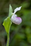 Showy lady's Slipper, Cypripedium reginae