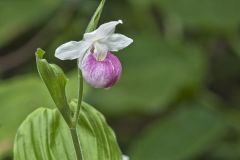 Showy lady's Slipper, Cypripedium reginae