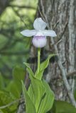 Showy lady's Slipper, Cypripedium reginae