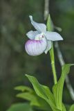 Showy lady's Slipper, Cypripedium reginae