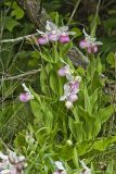 Showy lady's Slipper, Cypripedium reginae
