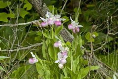 Showy lady's Slipper, Cypripedium reginae