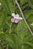 Showy lady's Slipper, Cypripedium reginae