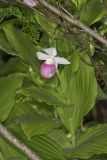 Showy lady's Slipper, Cypripedium reginae