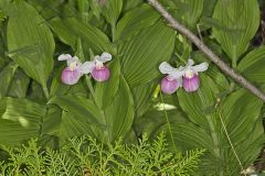 Showy lady's Slipper, Cypripedium reginae