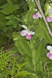 Showy lady's Slipper, Cypripedium reginae