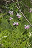 Showy lady's Slipper, Cypripedium reginae