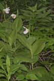 Showy lady's Slipper, Cypripedium reginae