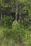 Showy lady's Slipper, Cypripedium reginae