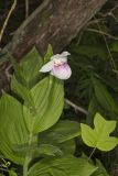 Showy lady's Slipper, Cypripedium reginae