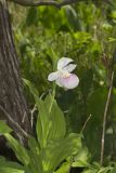 Showy lady's Slipper, Cypripedium reginae