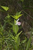 Showy lady's Slipper, Cypripedium reginae