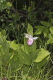 Showy lady's Slipper, Cypripedium reginae