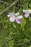 Showy lady's Slipper, Cypripedium reginae