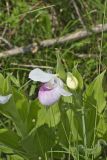 Showy lady's Slipper, Cypripedium reginae